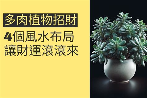 店面招財植物|讓財運滾滾來！5種店門口招財植物的選擇秘訣